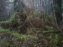 Ferns 2