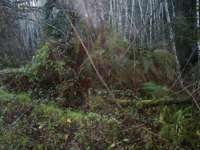 Ferns 2