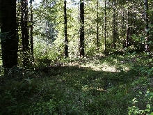 Logging road 2