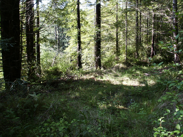 Logging road 2