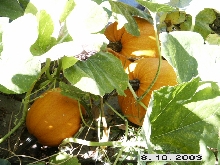 Pumpkins
