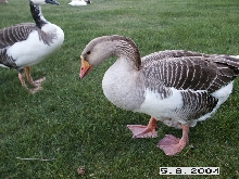 Another goose