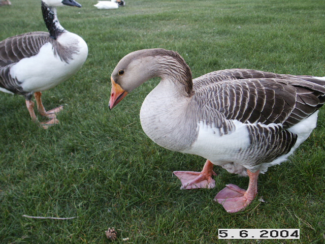 Another goose