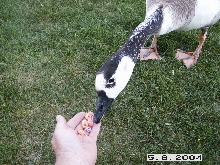 Feeding the goose
