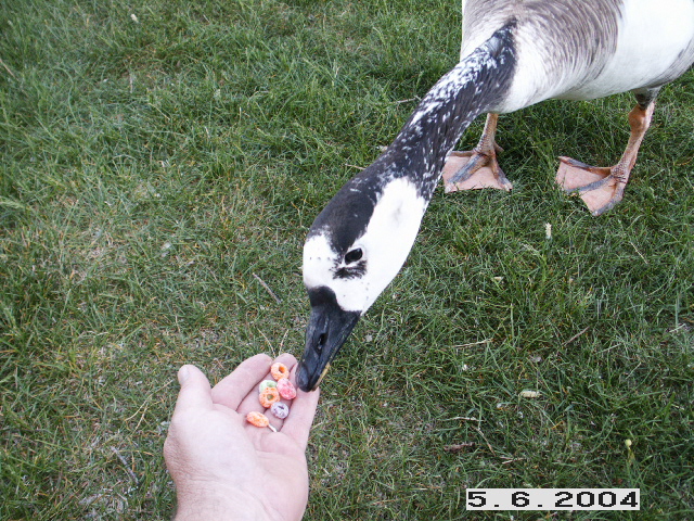 Feeding the goose