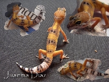 Morph??? please