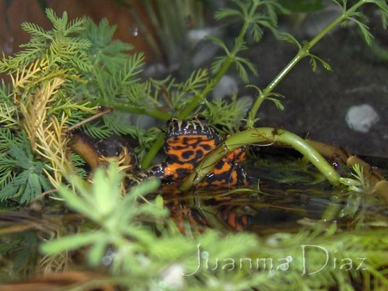 Bombina Orientalis