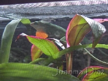 Anolis Carolinensis
