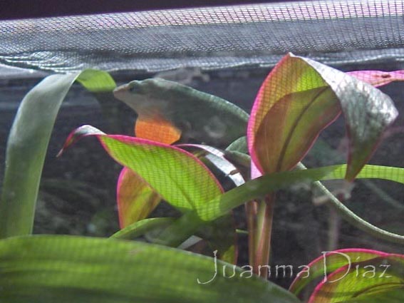 Anolis Carolinensis