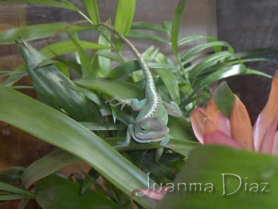 Anolis Carolinensis