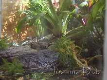 Bombina Orientalis