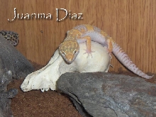 eublepharis macularius albino tangerino