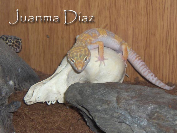 eublepharis macularius albino tangerino