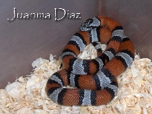 L. alterna variedad Blair