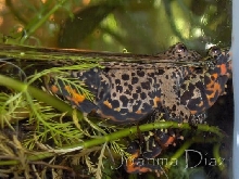 Bombina Orientalis