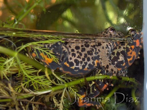 Bombina Orientalis