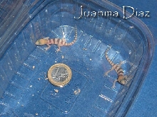 Coleonyx variegatus