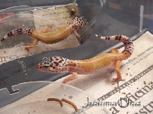 morph??? please!