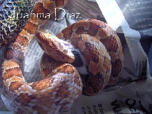 Guttatus