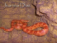 Guttatus amelanistica
