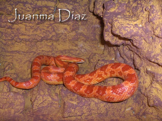 Guttatus amelanistica