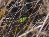 hyla meridionalis