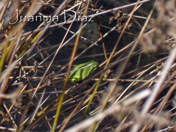 hyla meridionalis