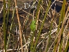 hyla meridionalis