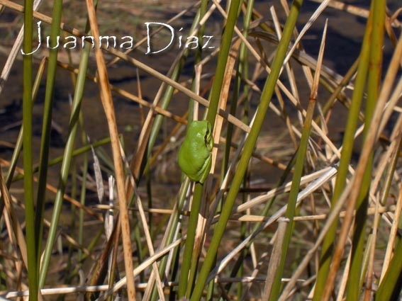 hyla meridionalis
