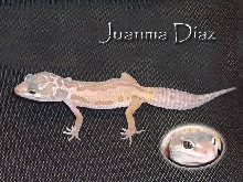 leucistic?