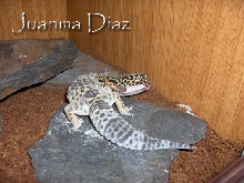 eublepharis macularius mudando
