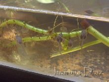 renacuajos Bombina Orientalis