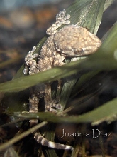 tarentola mauritanica