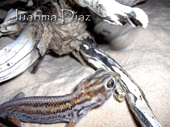 teratoscincus