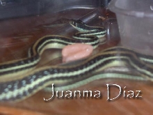 What´s this Thamnophis?