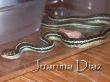 what´s this Thamnophis? 1