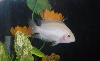 What type of fish is this?