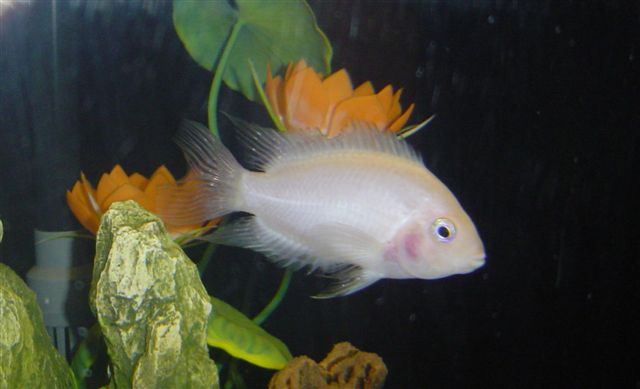 What type of fish is this?