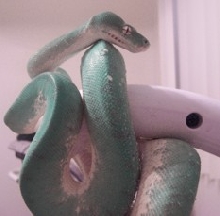 green tree python