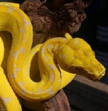 canary chondro