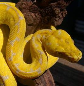 canary chondro