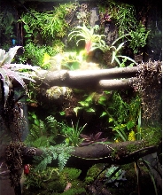 custom chondro vivarium