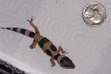 First hatchling of the season
