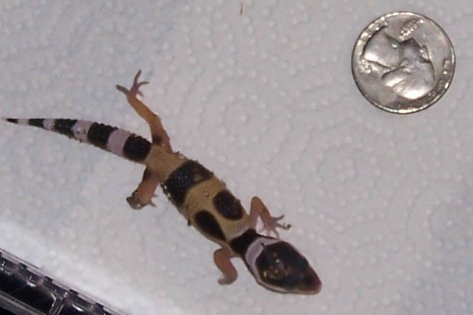 First hatchling of the season