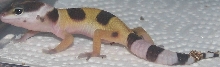 Second hatchling of the season