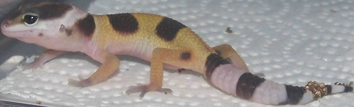 Second hatchling of the season