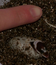 Leo hatching