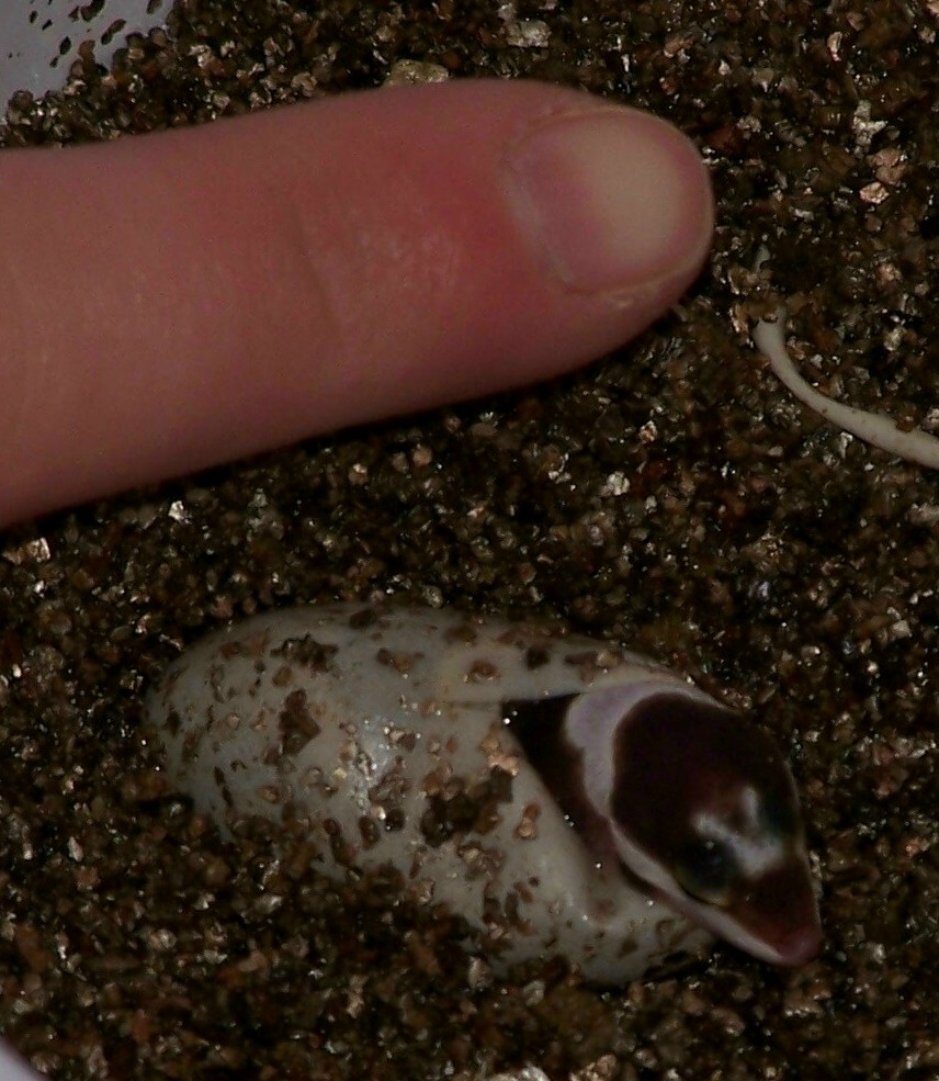 Leo hatching