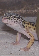 Gravid Female-Foxy
