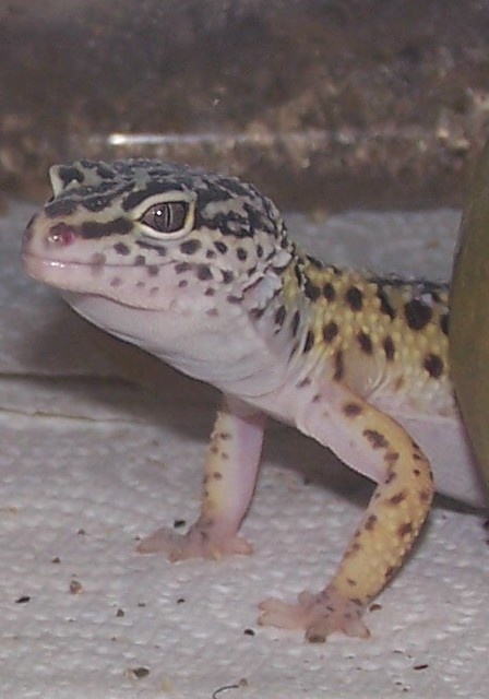 Gravid Female-Foxy